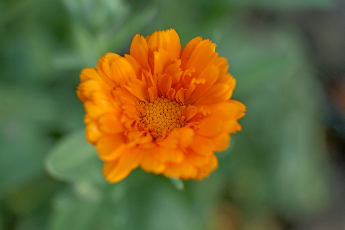 Fotografía de Matthias - Arte digital - Marigold