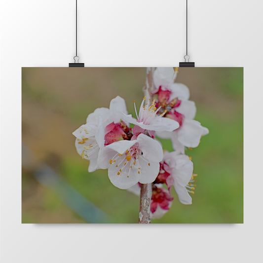 Photo by Matthias - Almond blossoms