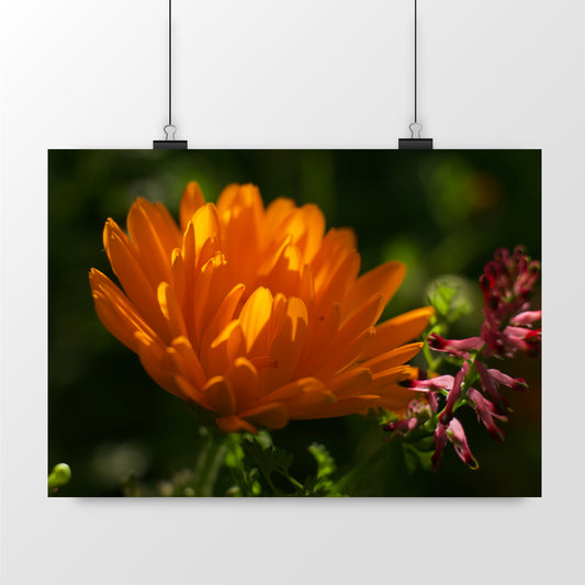 Photo by Matthias - Calendula