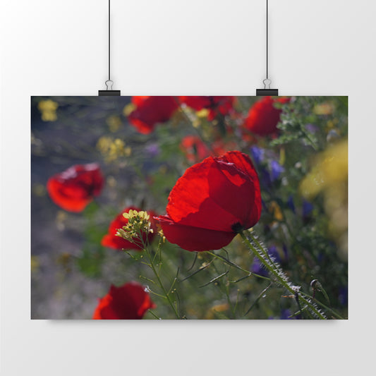 Photo by Matthias - Poppy