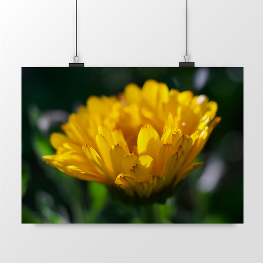 Photo by Matthias - Yellow