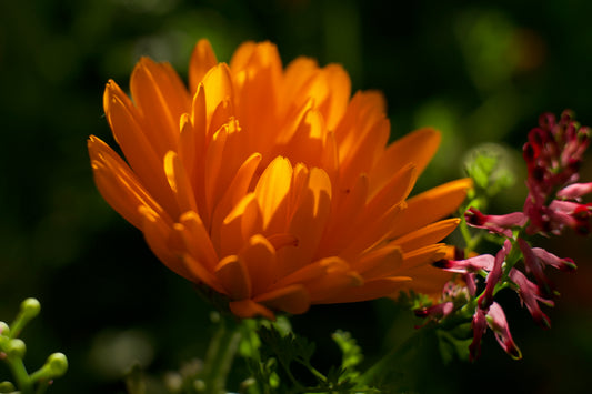 Foto door Matthias - Digitale kunst - Calendula