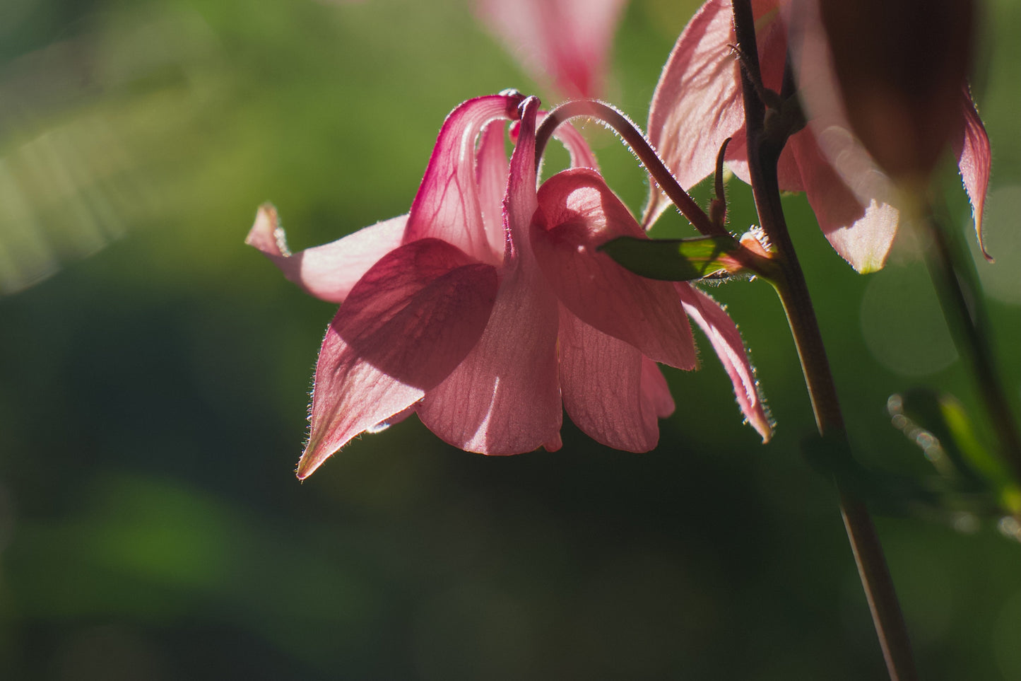 Foto door Matthias - Digitale kunst - Columbine