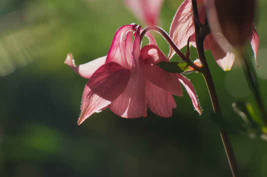 Foto door Matthias - Digitale kunst - Columbine