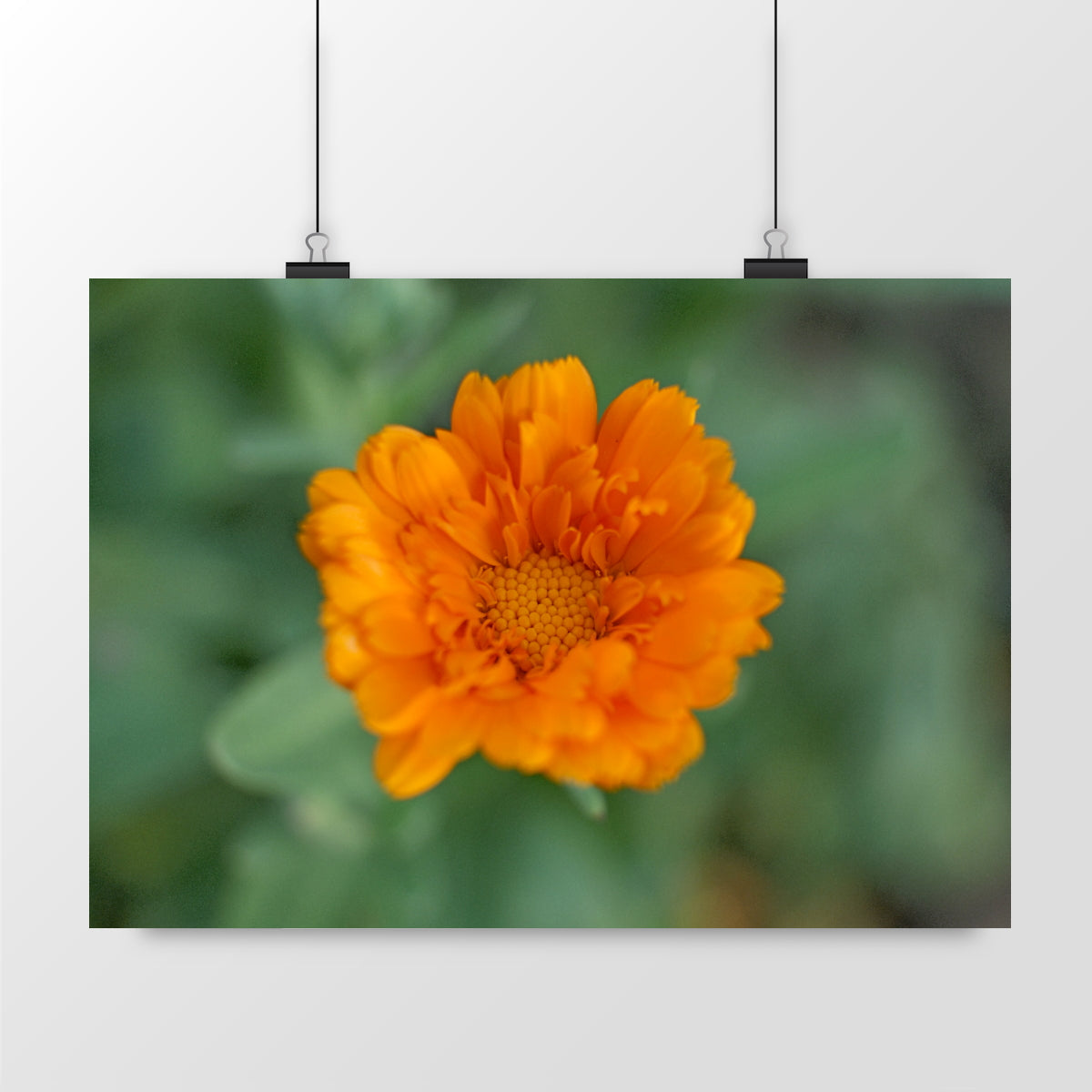 Photo by Matthias - Marigold