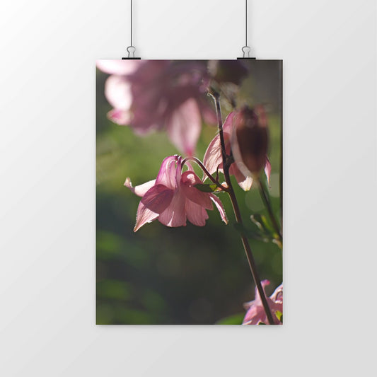 Photo by Matthias - Columbine